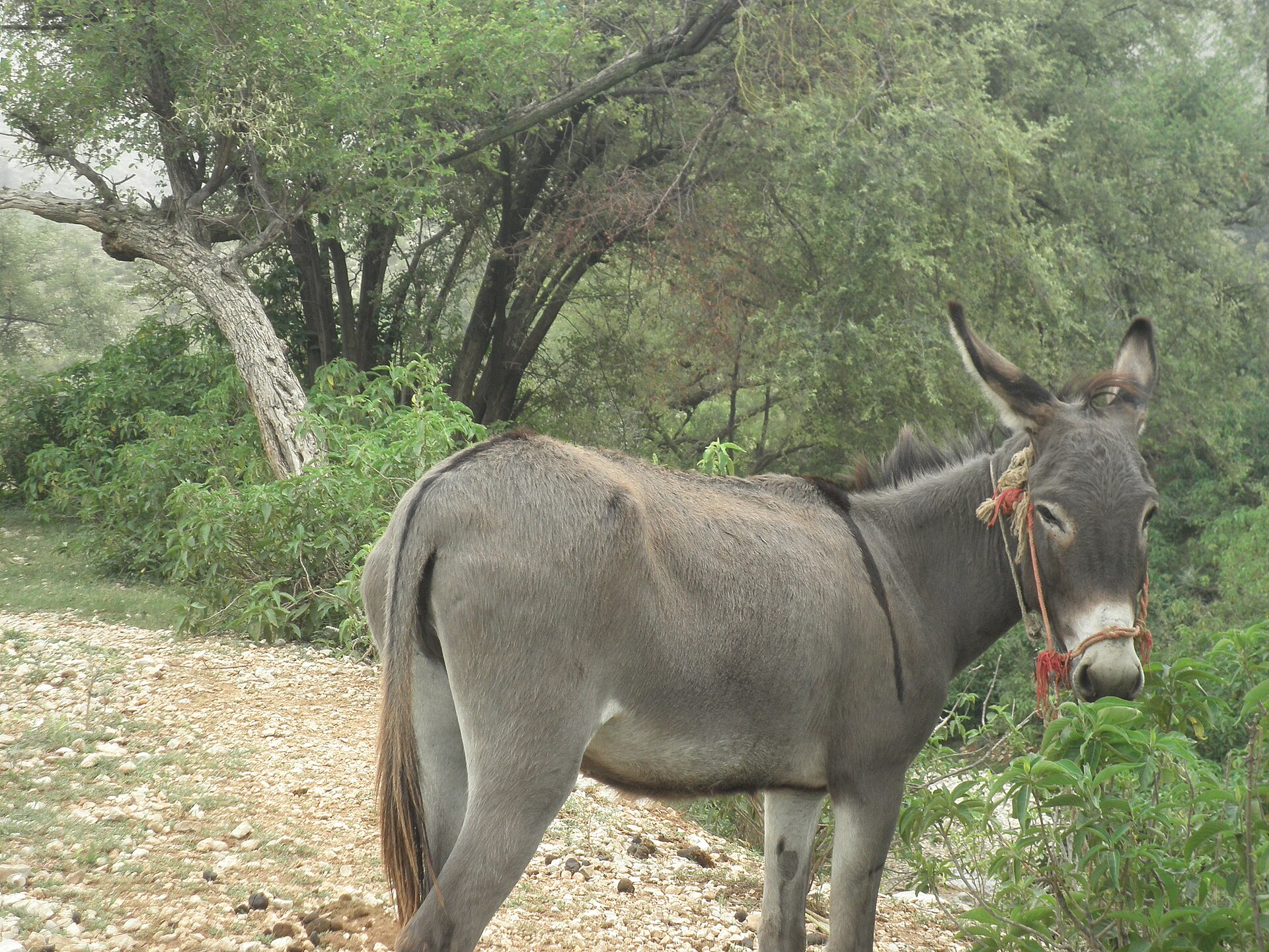 Drive up to Sakesar