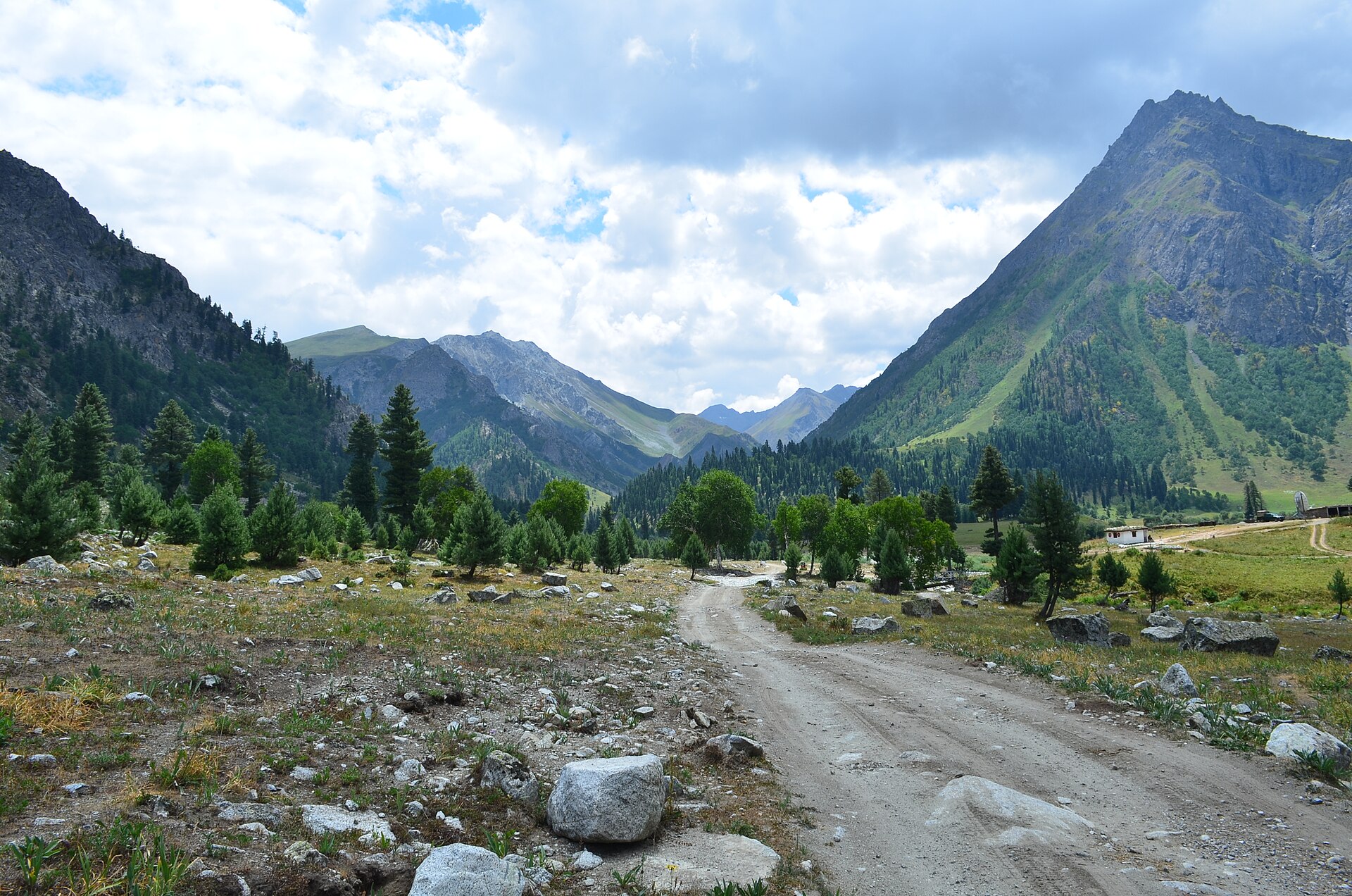 Alpine forests