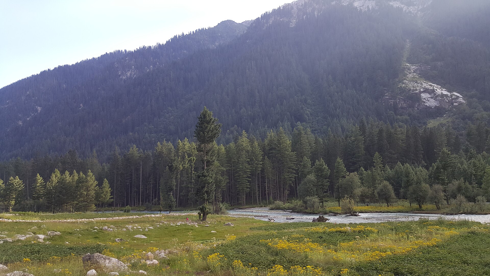 Dir forests