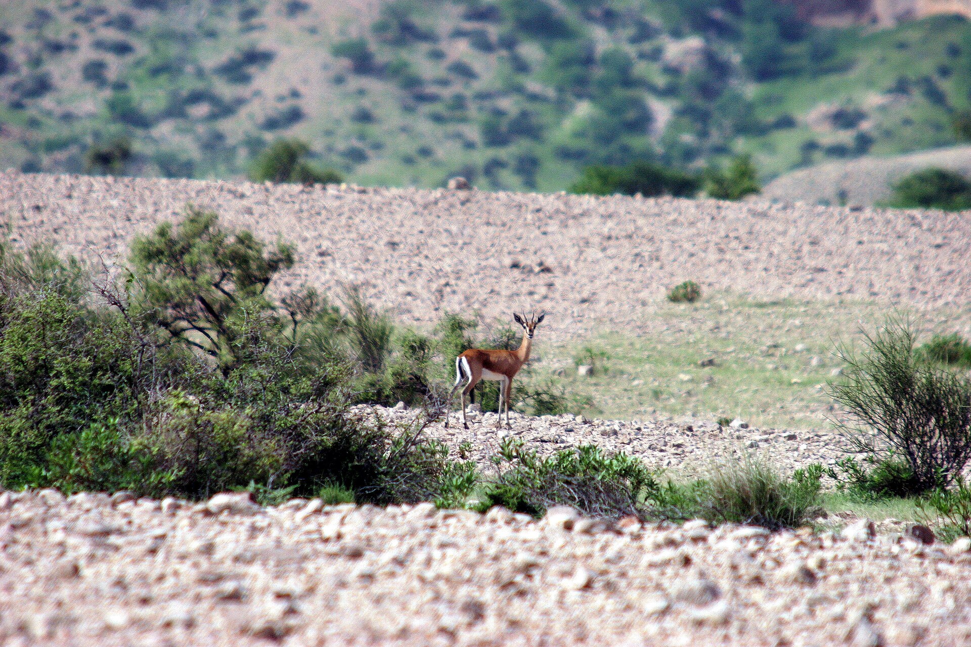 Kirthar National Park